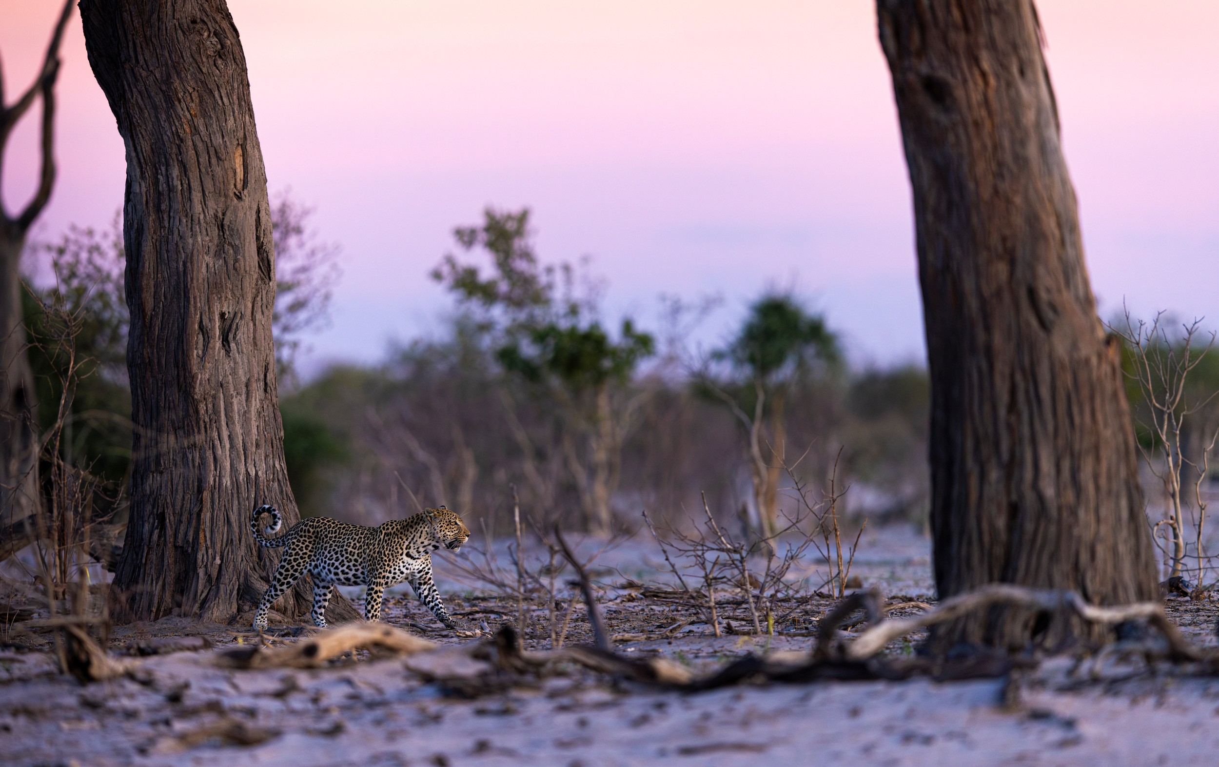 Leopard Walking at Dusk by Helgardt Pretorius — canvas wall art