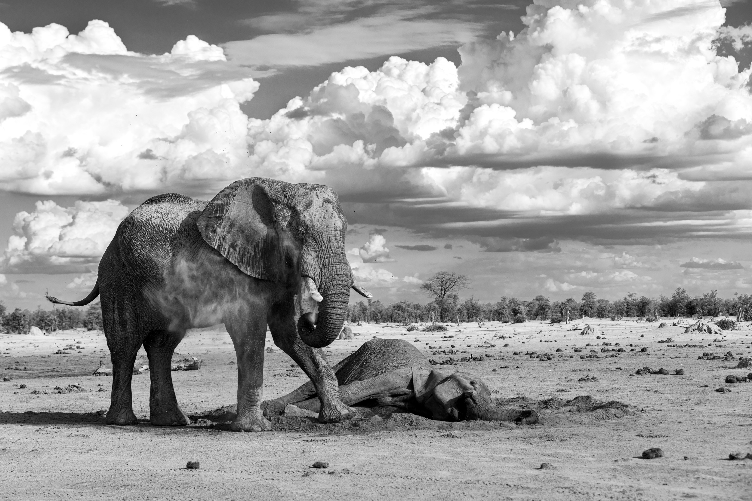 Protective Elephant And Calf by Helgardt Pretorius — canvas wall art