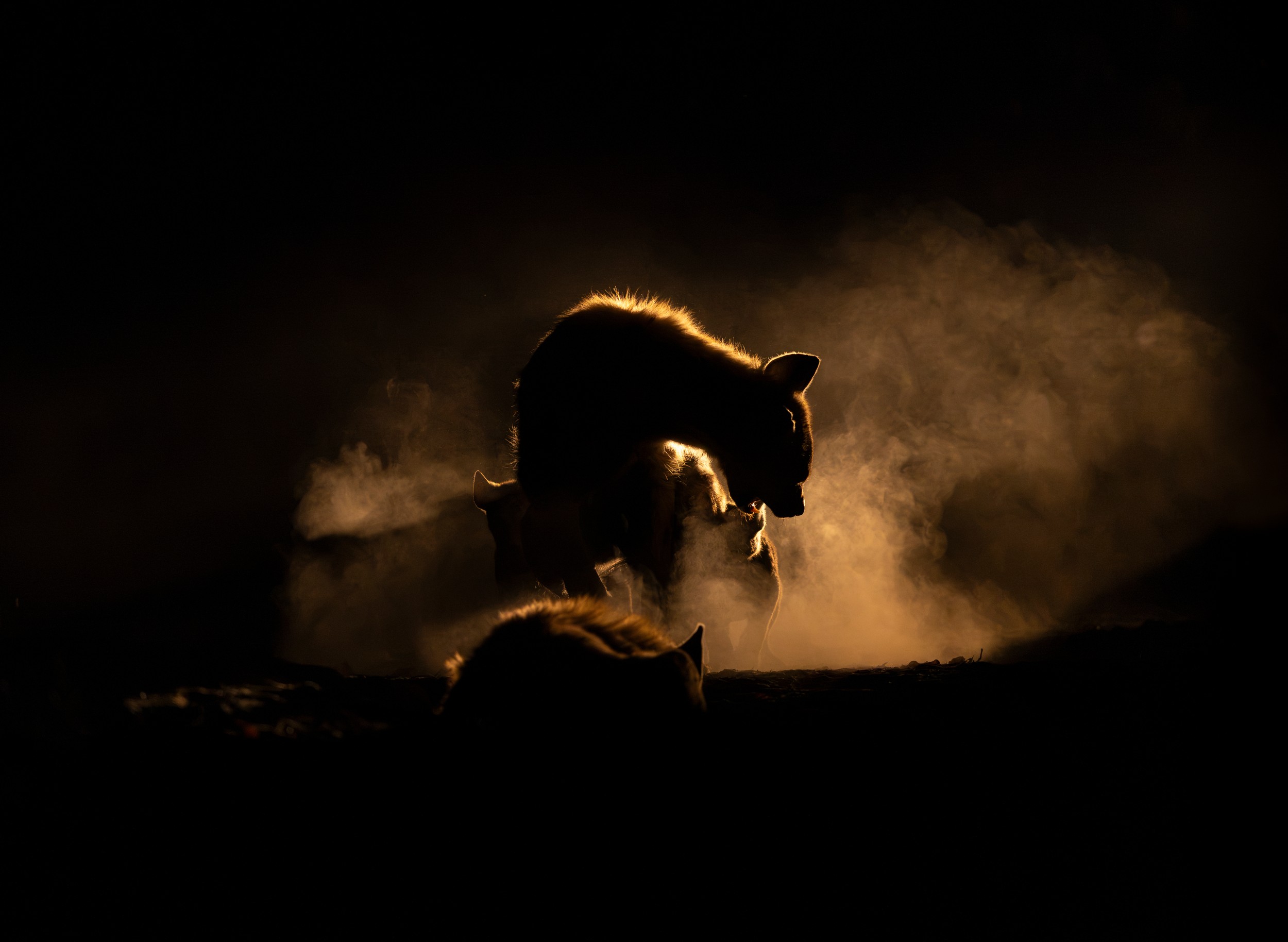 Backlit Hyenas Night by Helgardt Pretorius — canvas wall art