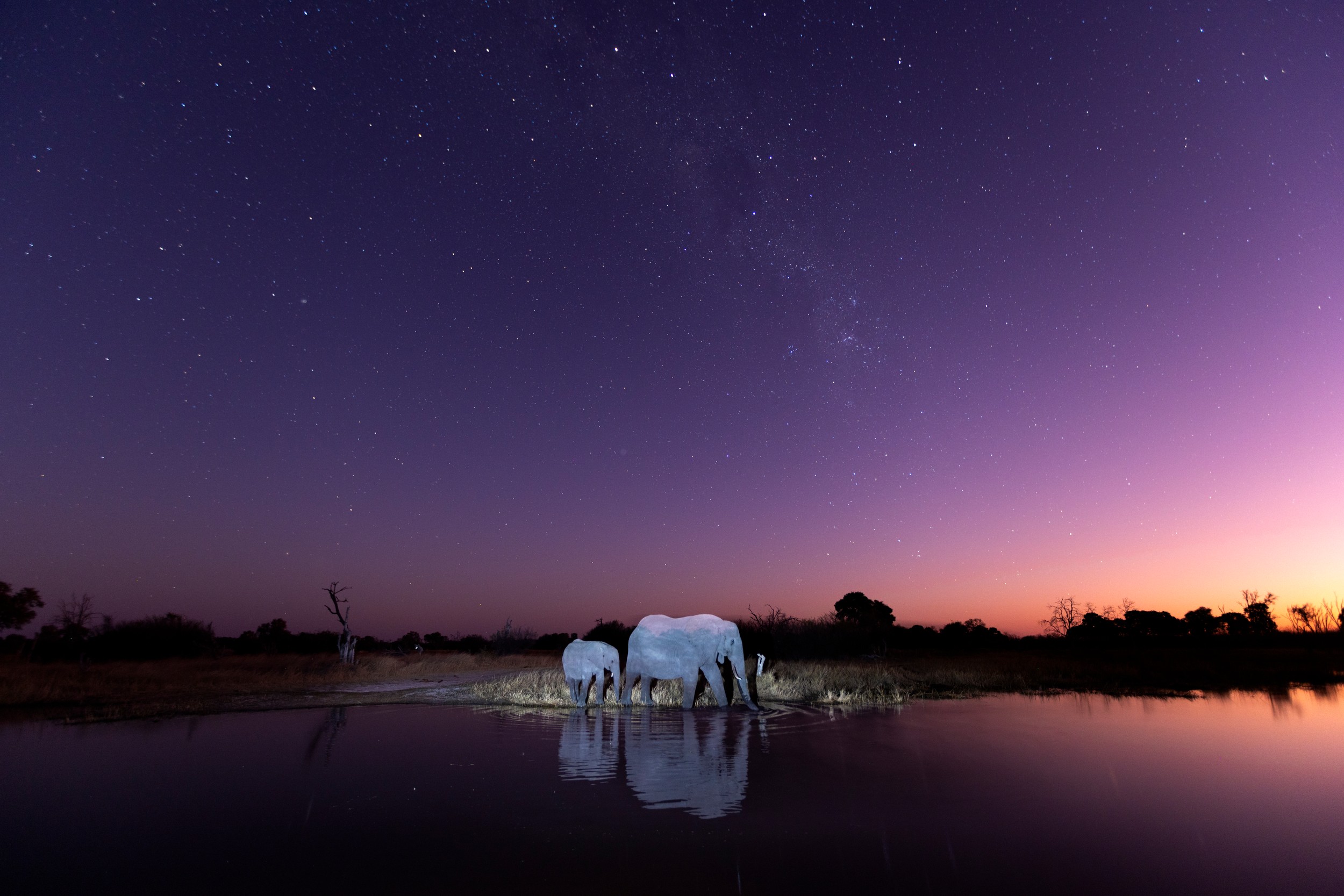 Elephants Under Starry Night by Helgardt Pretorius — canvas wall art