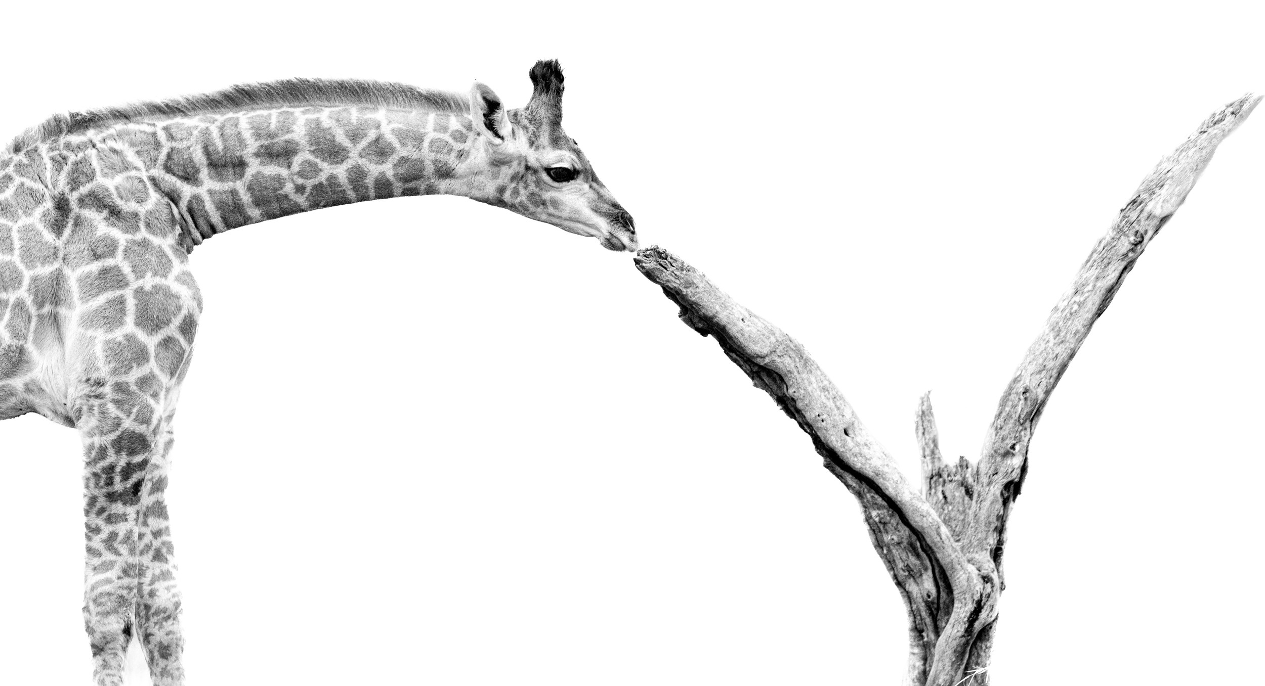 Giraffe Touching Branch by Helgardt Pretorius — canvas wall art