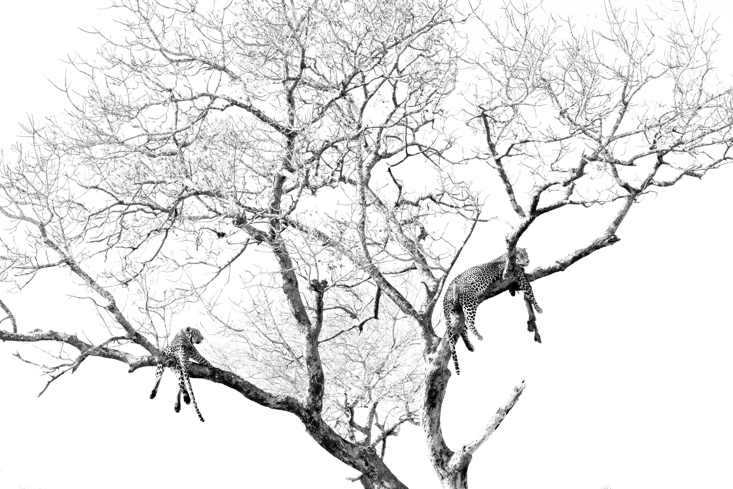 Leopards Resting In Tree by Helgardt Pretorius — canvas wall art