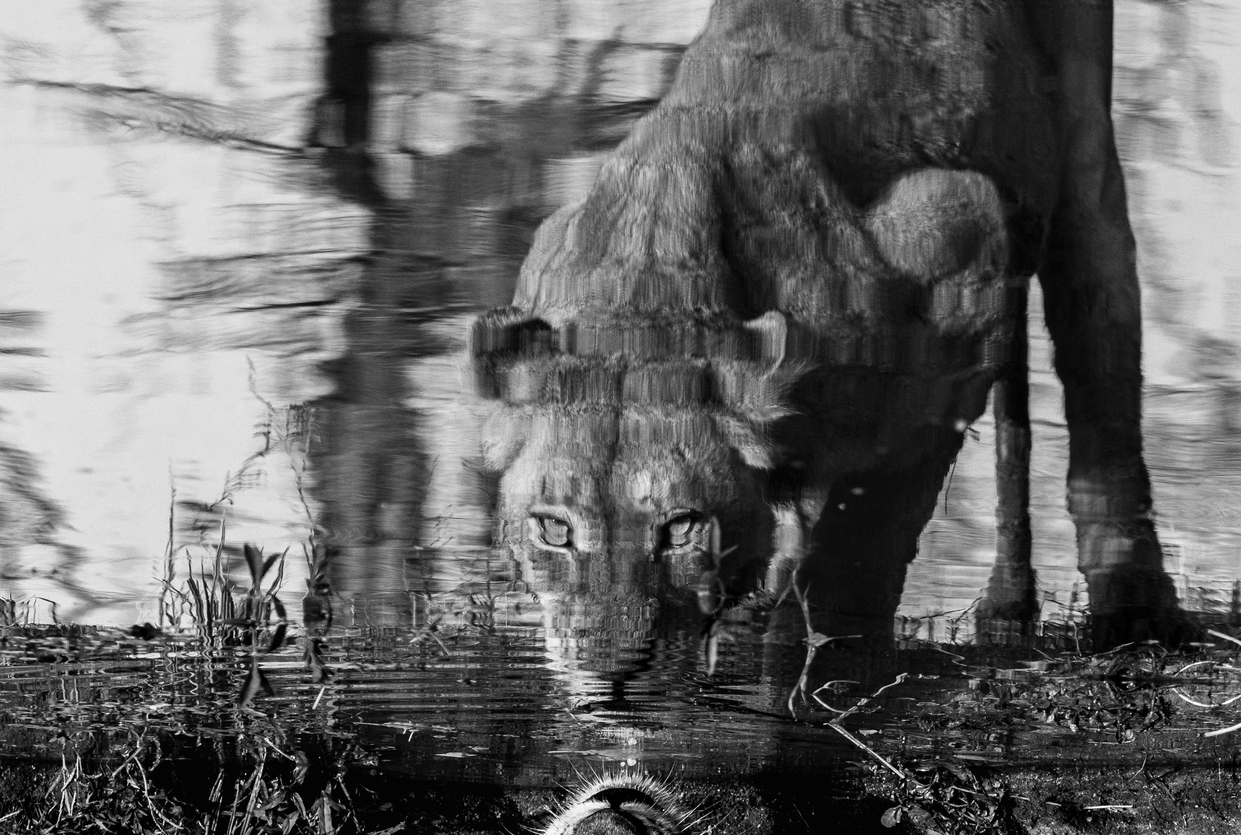 Lion's Water Reflection by Helgardt Pretorius — canvas wall art