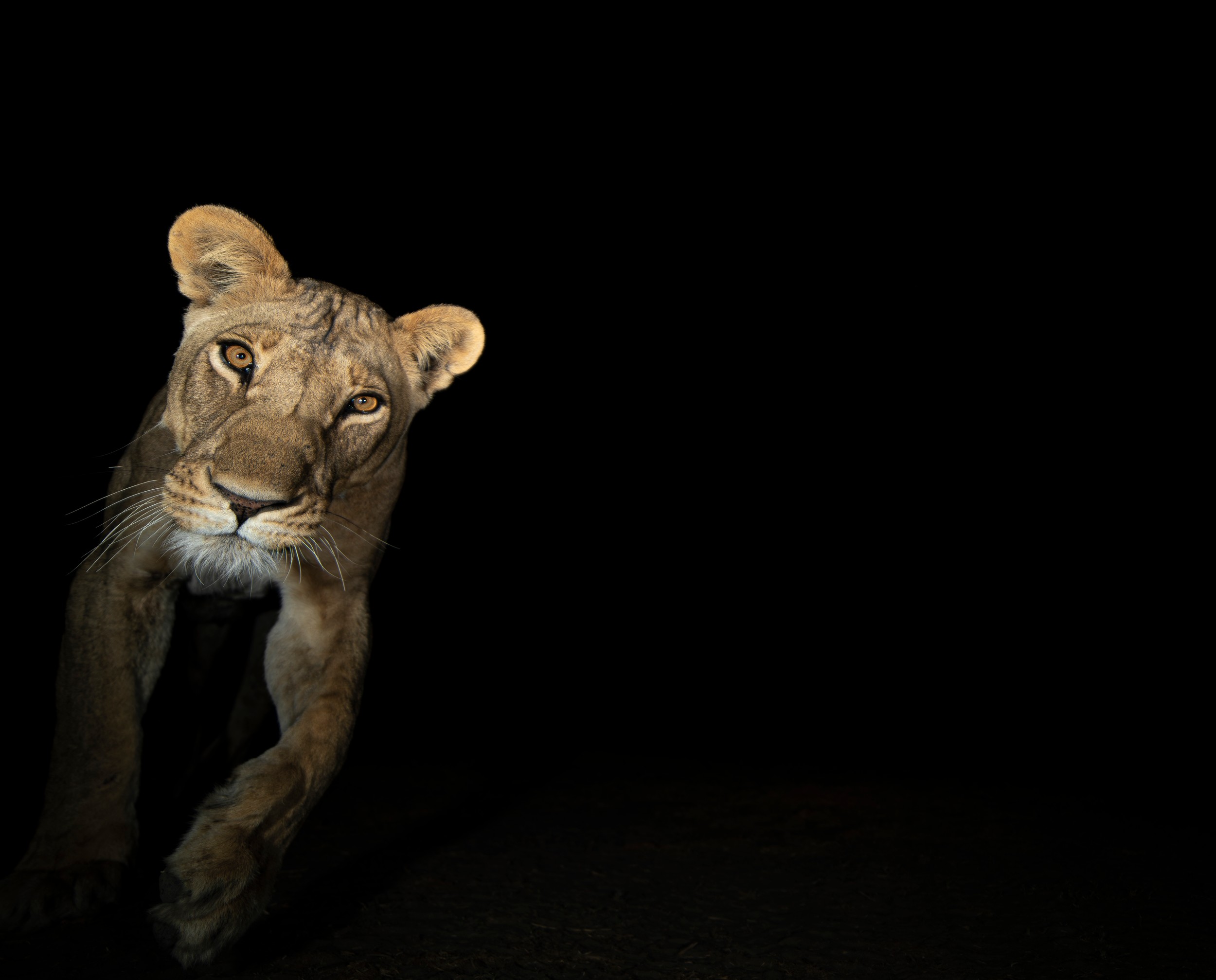 Intense Lioness Gaze by Helgardt Pretorius — canvas wall art