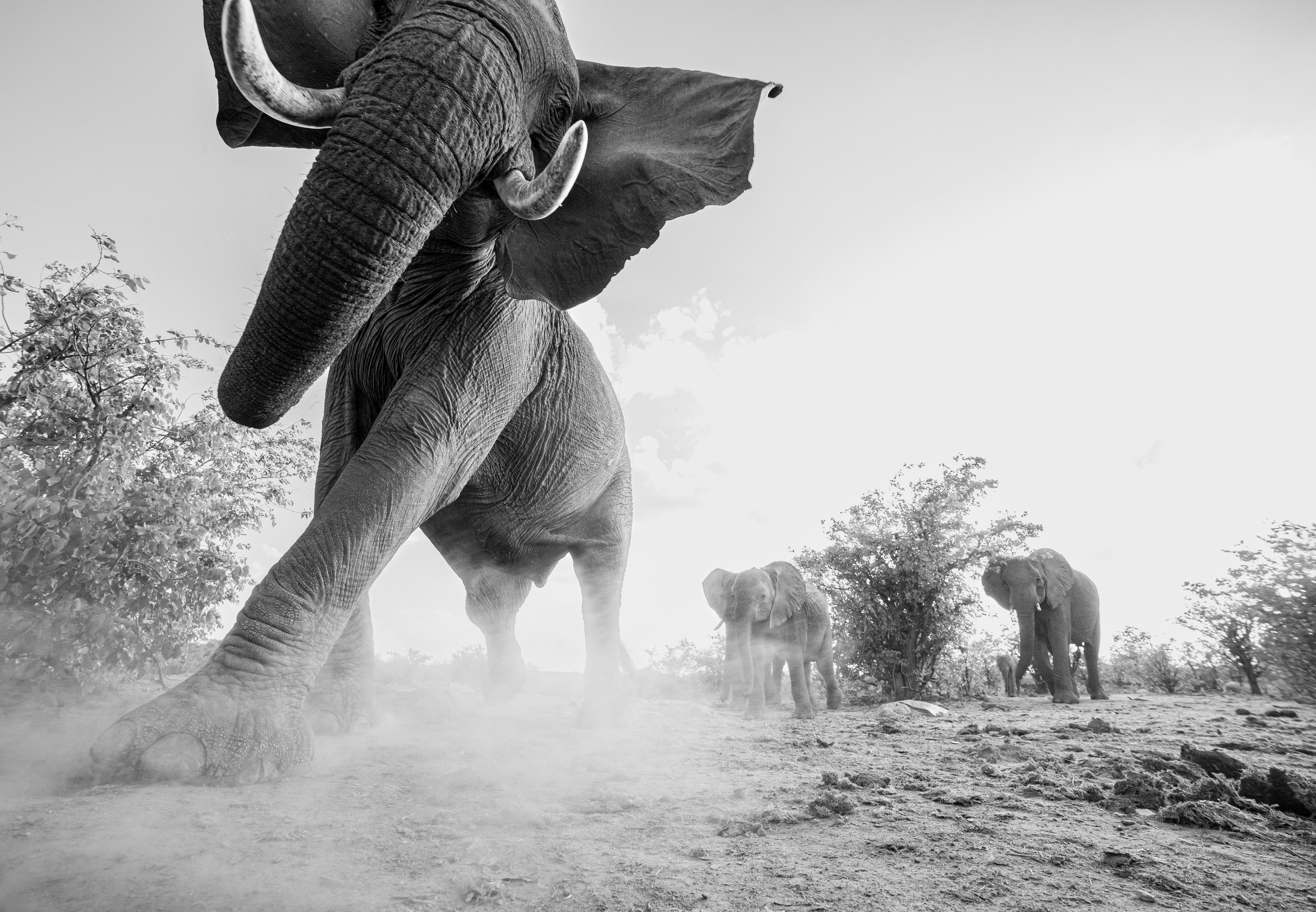 Elephant Stare by Helgardt Pretorius — canvas wall art