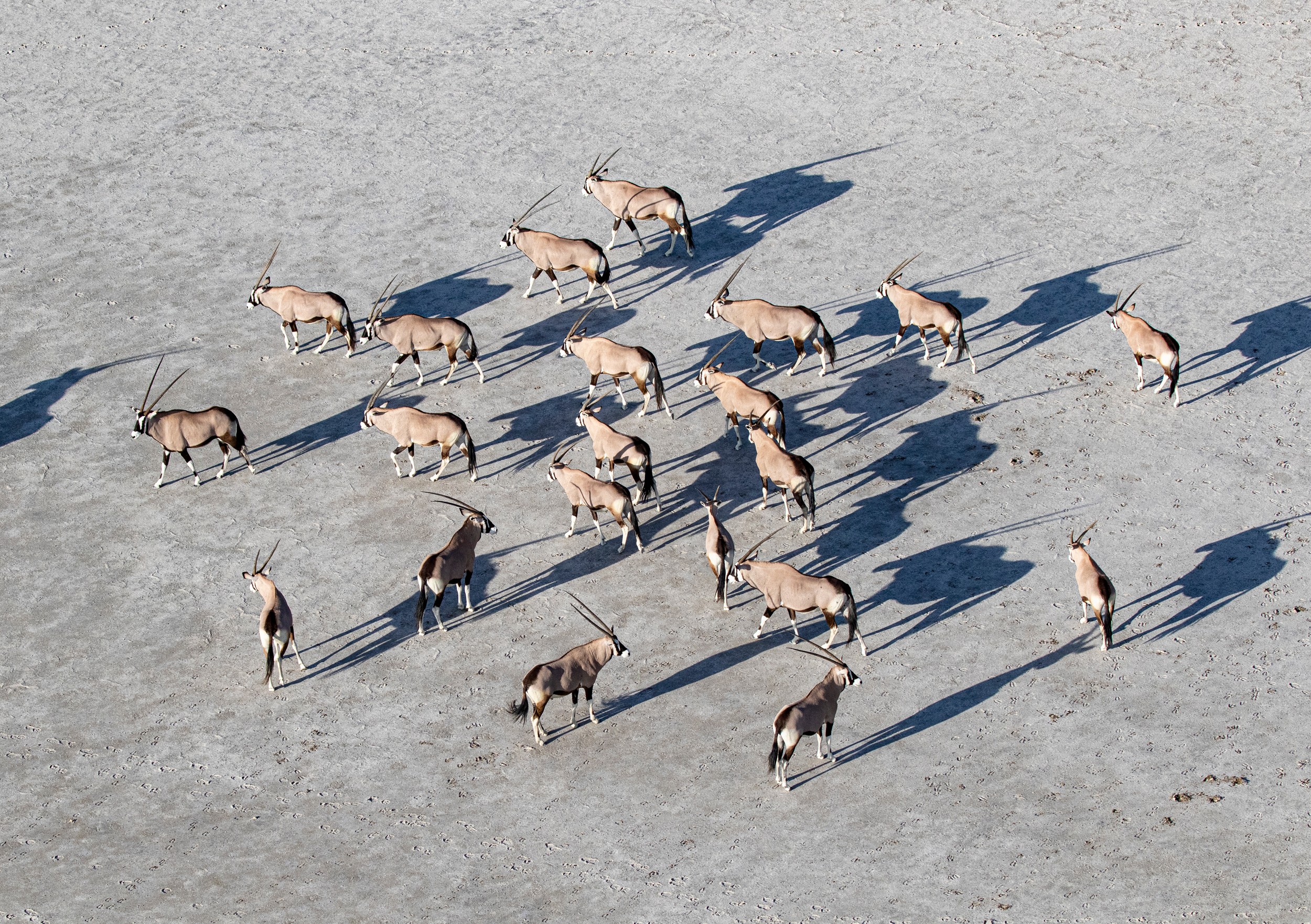 Oryx Herd Desert by Helgardt Pretorius — canvas wall art