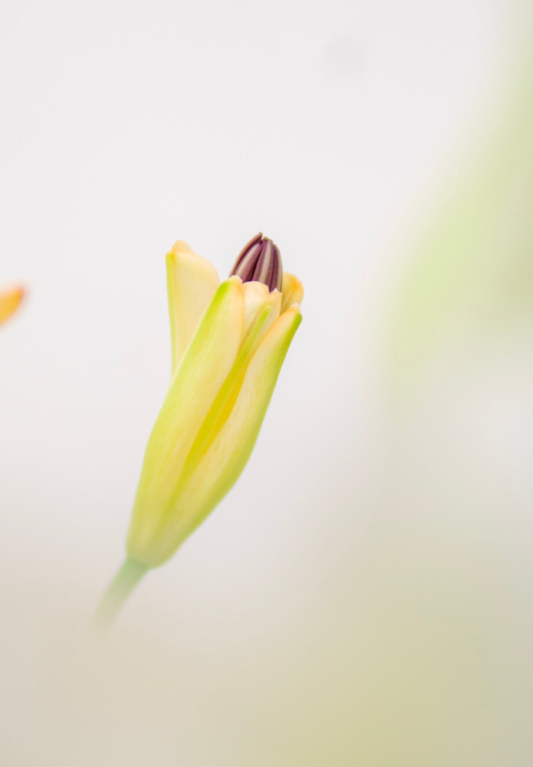 Soft Flower Bud by Michael Bangiev — canvas wall art