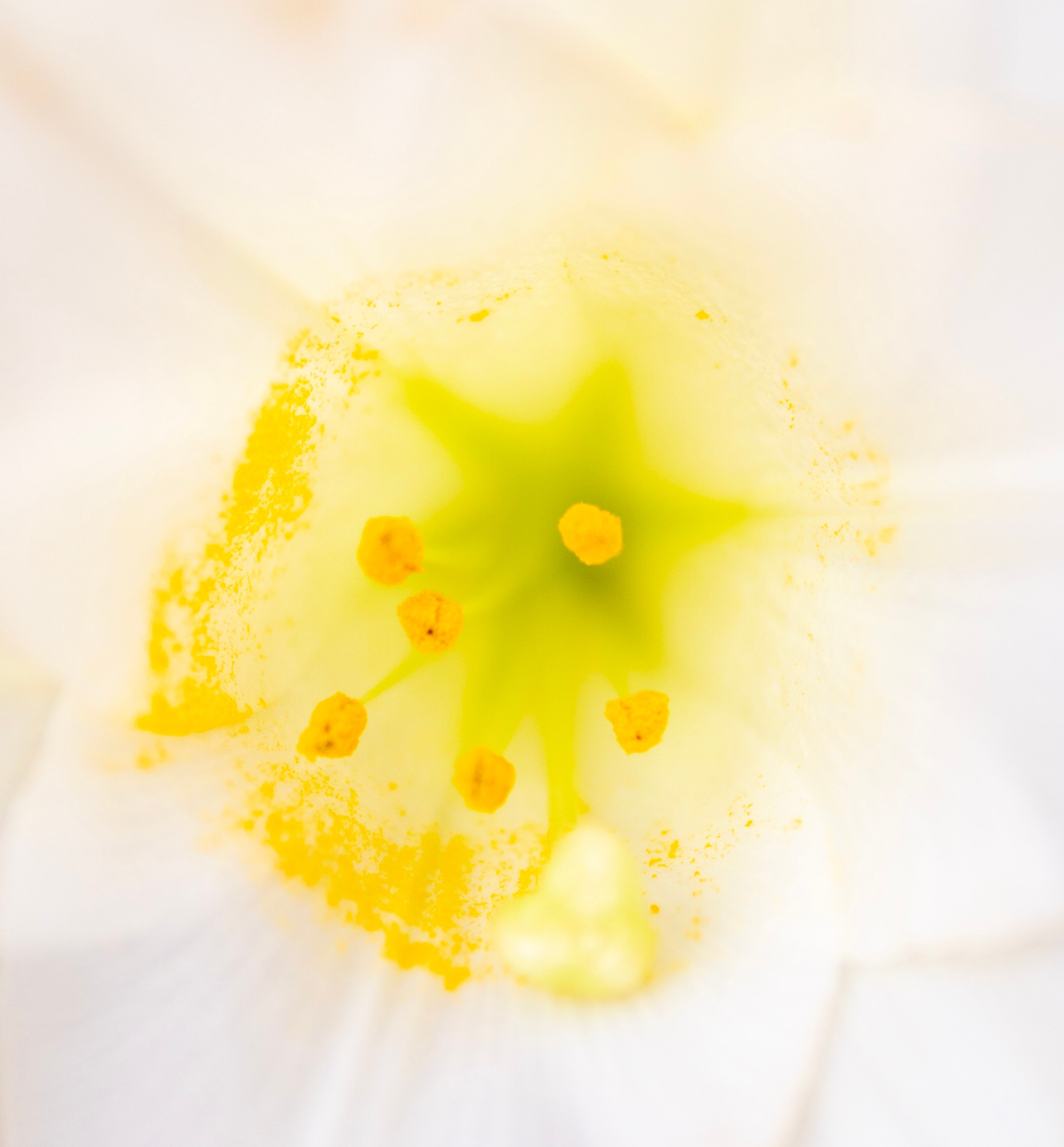 White Lily Center by Michael Bangiev — canvas wall art