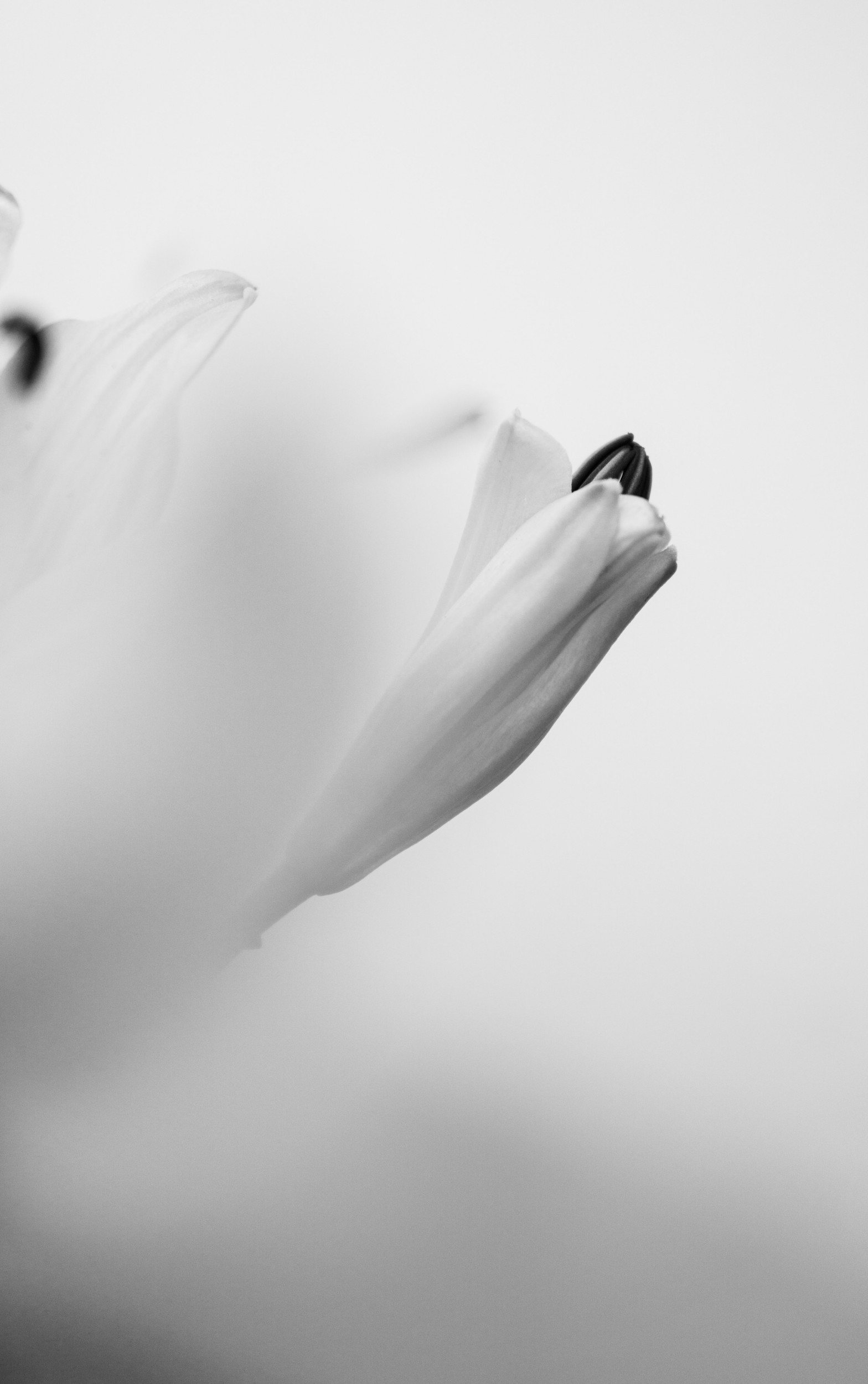 Monochrome Flower Bud by Michael Bangiev — canvas wall art